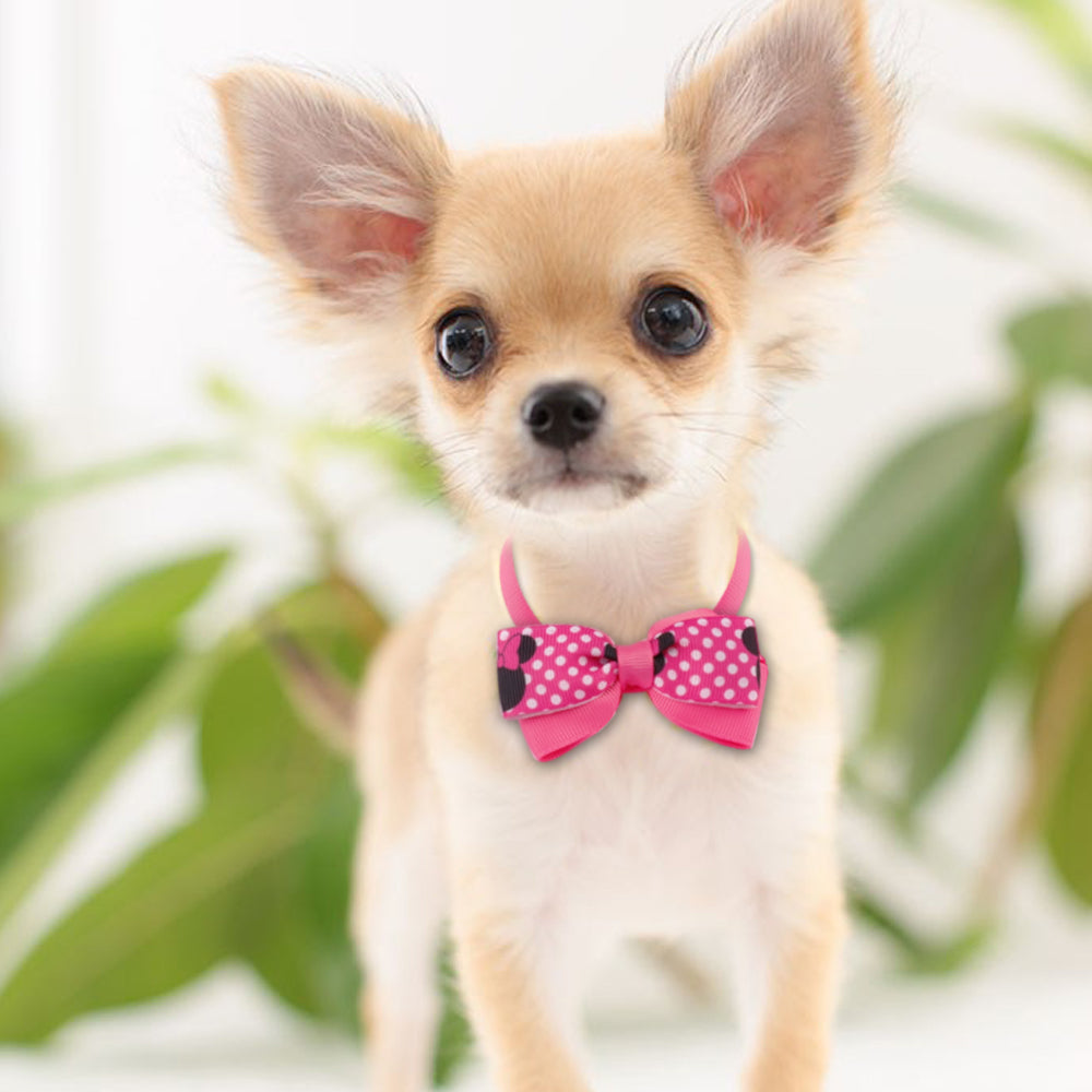 10pcs Dog Cat Bow Tie Dog  Accessories Kitten - Waldessae, the best pet supplies ever