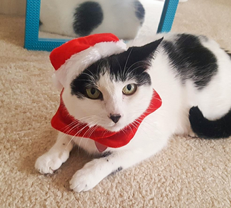 Pet supplies Christmas hat scarf set cat and dog small pet - Waldessae, the best pet supplies ever