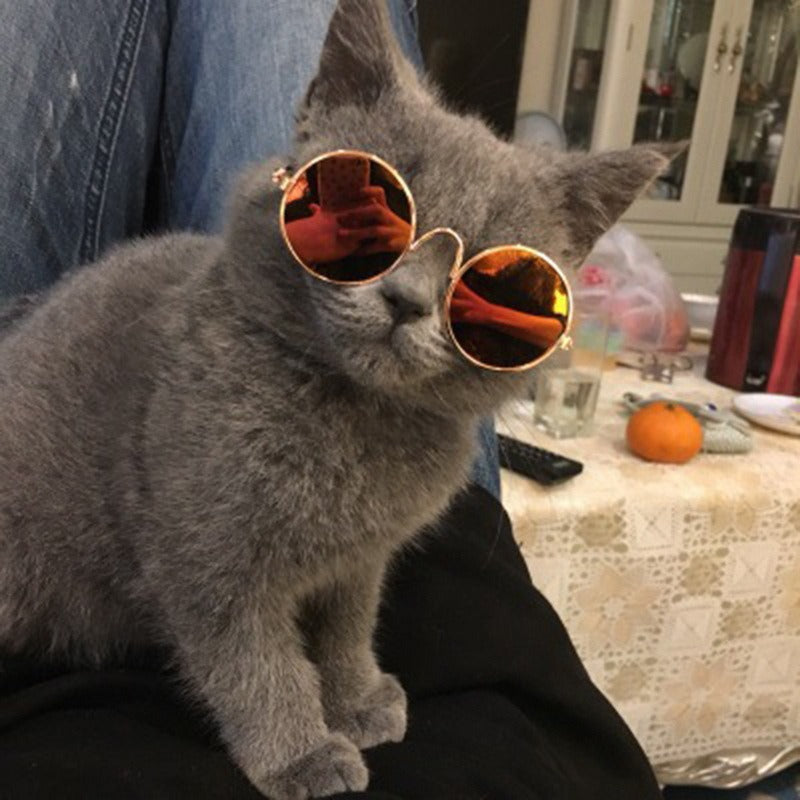 Handsome Pet Cat Glasses Eye wear Sunglasses For Small Dog Cat Pet - Waldessae, the best pet supplies ever