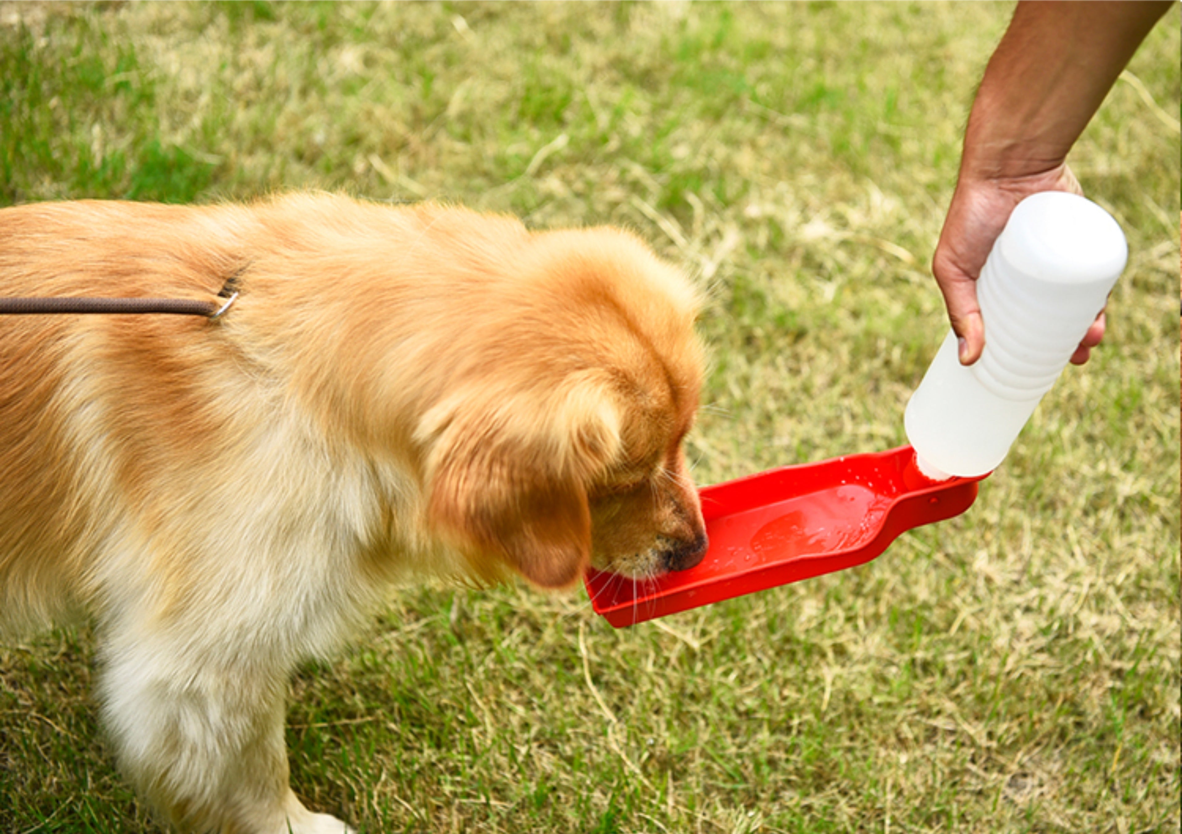 Portable Pet Travel Water Bowl Bottle Feeder Drinking Fountain - Waldessae, the best pet supplies ever